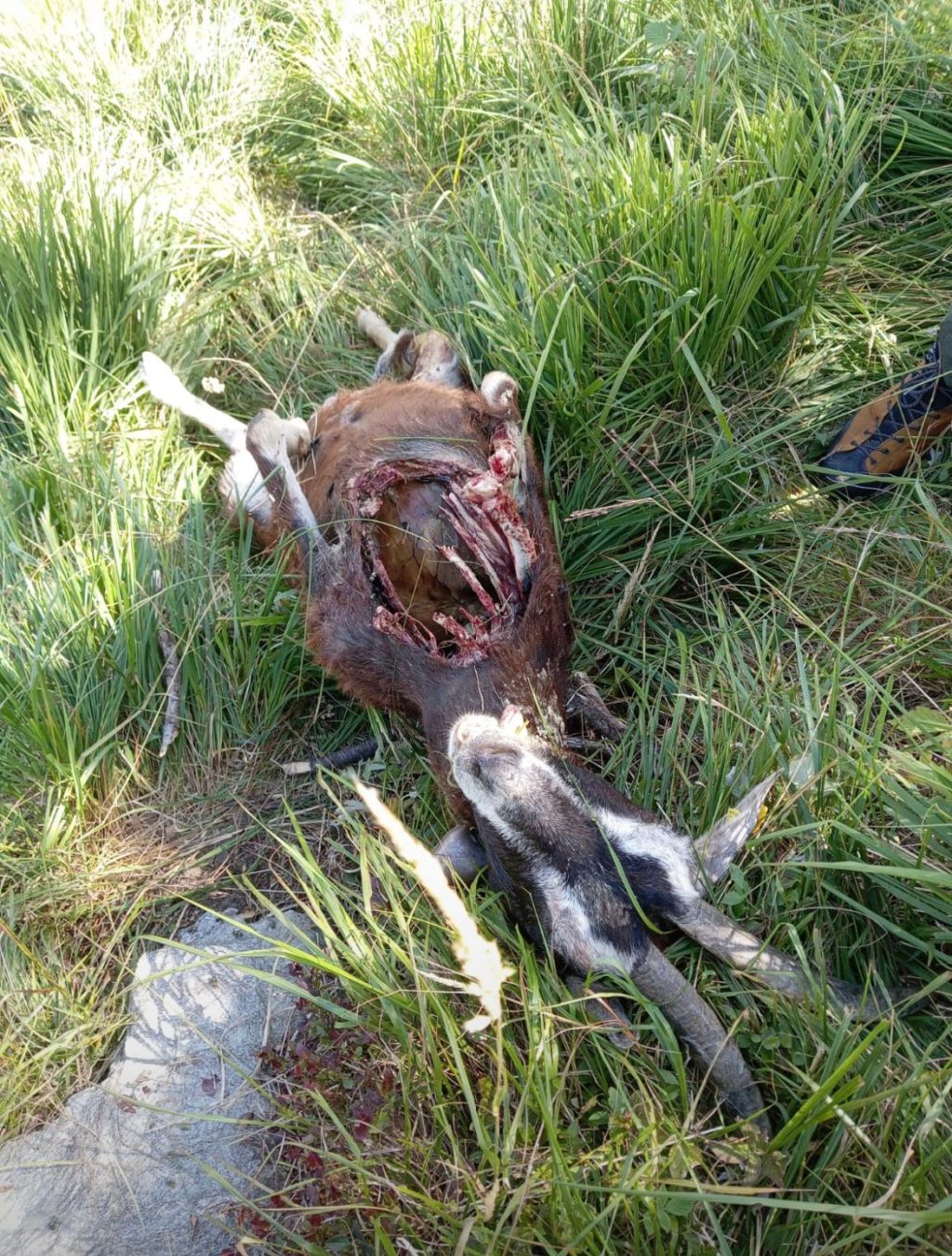 I Giovani UDC Ticino chiedono l’abbattimento totale dei lupi&nbsp;problematici!